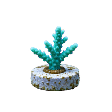 The Coral Nursery symbol 2