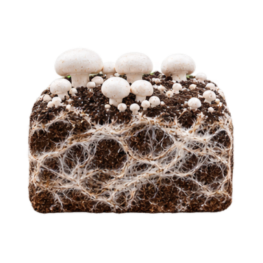 Mycelium Harvest symbol 4